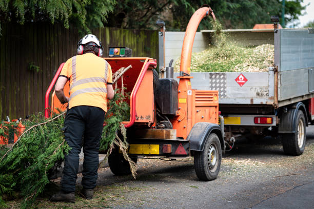 The Steps Involved in Our Tree Care Process in Tioga, ND